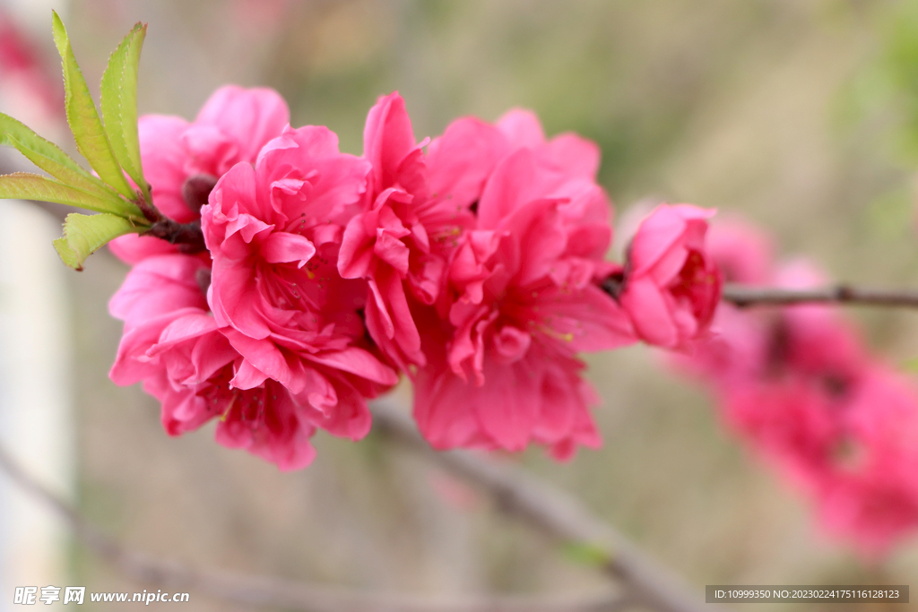 桃花