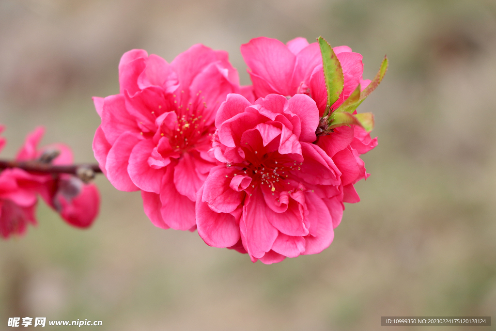 桃花