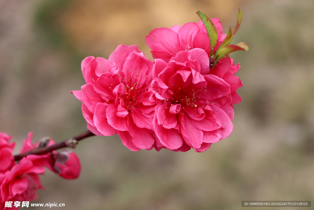 桃花