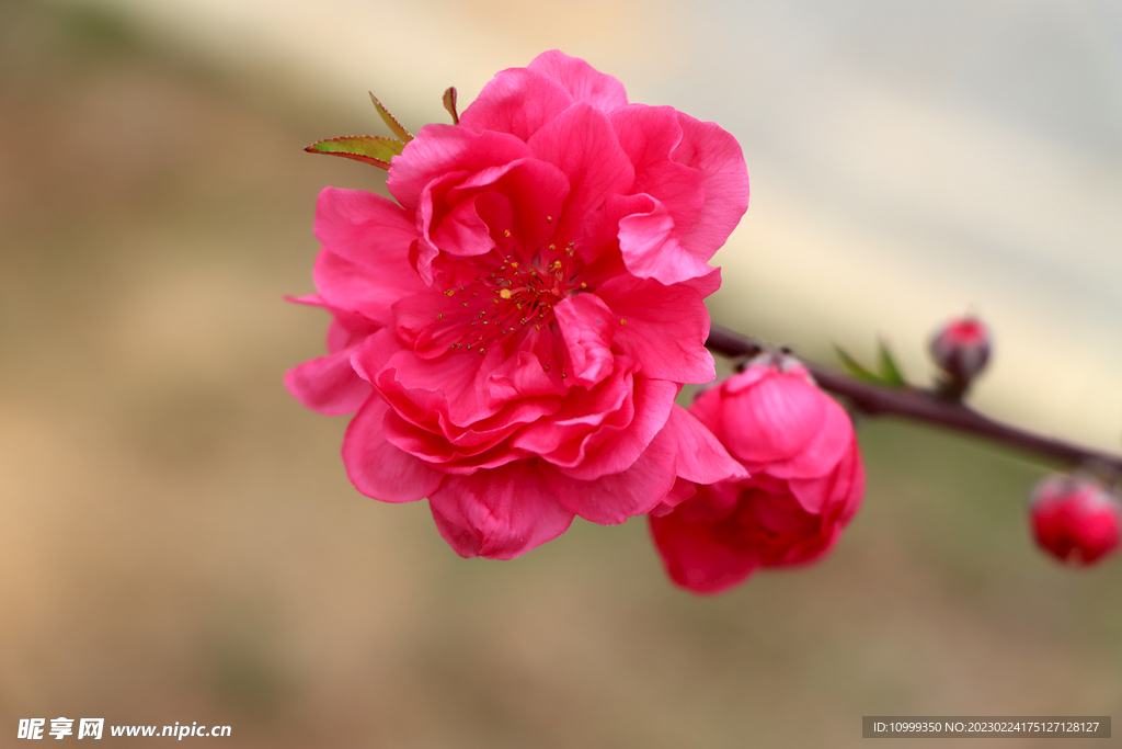 桃花