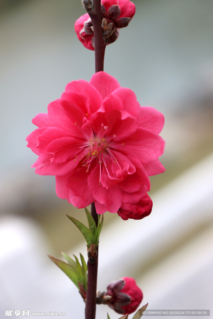 桃花