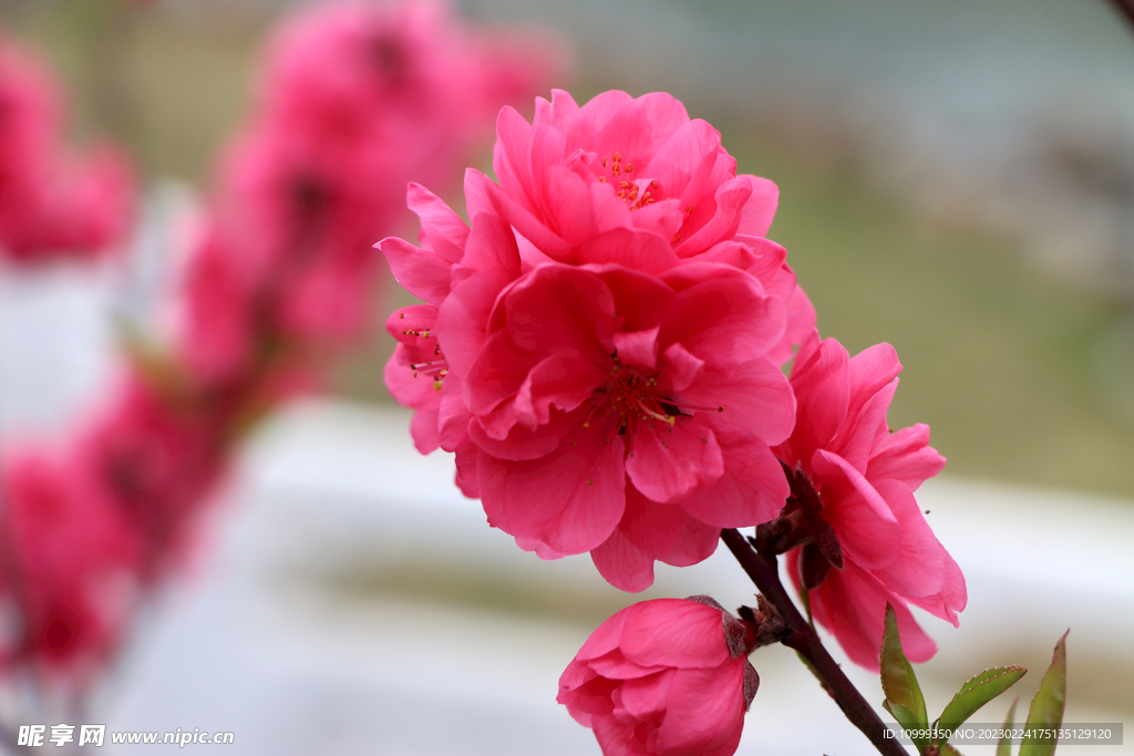 桃花