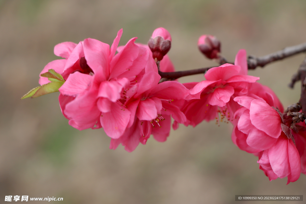 桃花