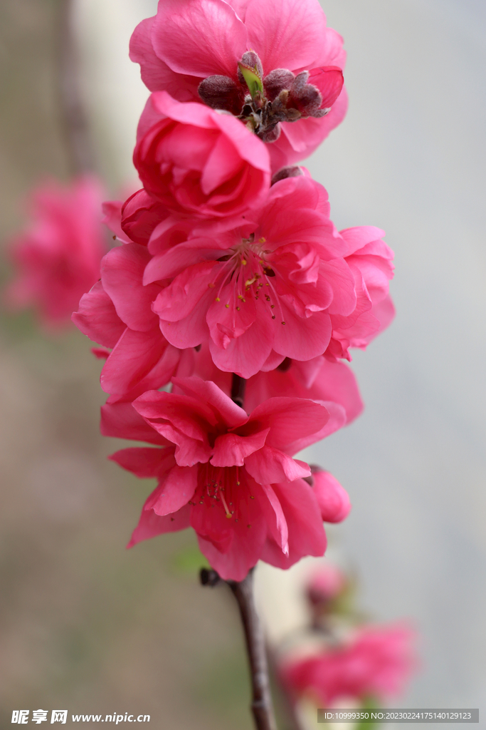桃花