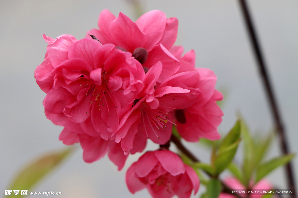 桃花