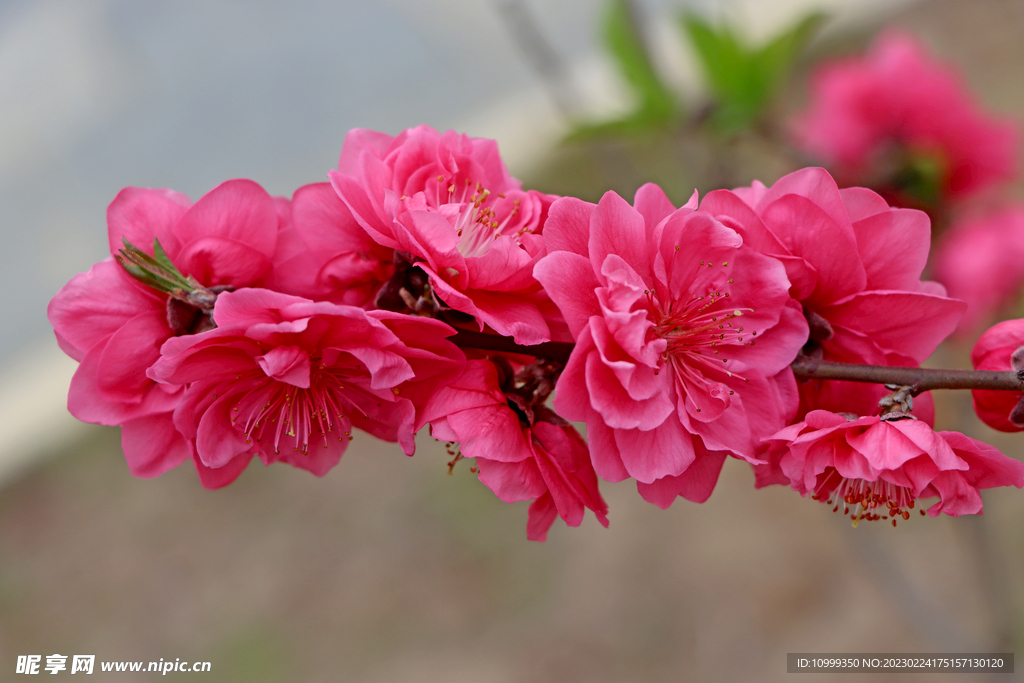 桃花