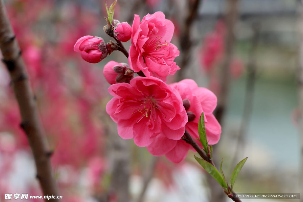 桃花