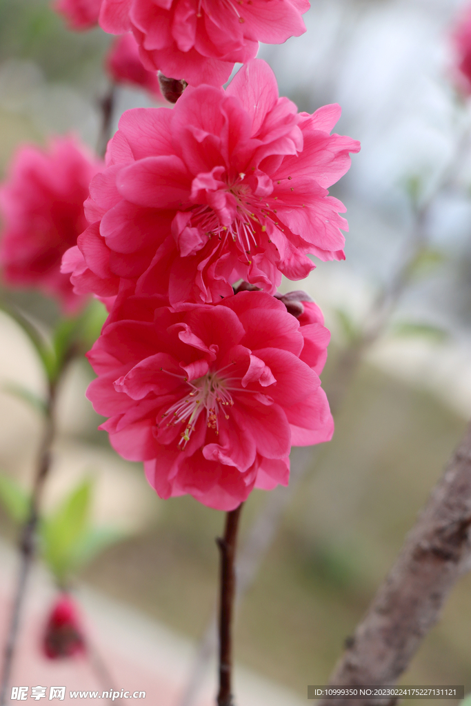 桃花