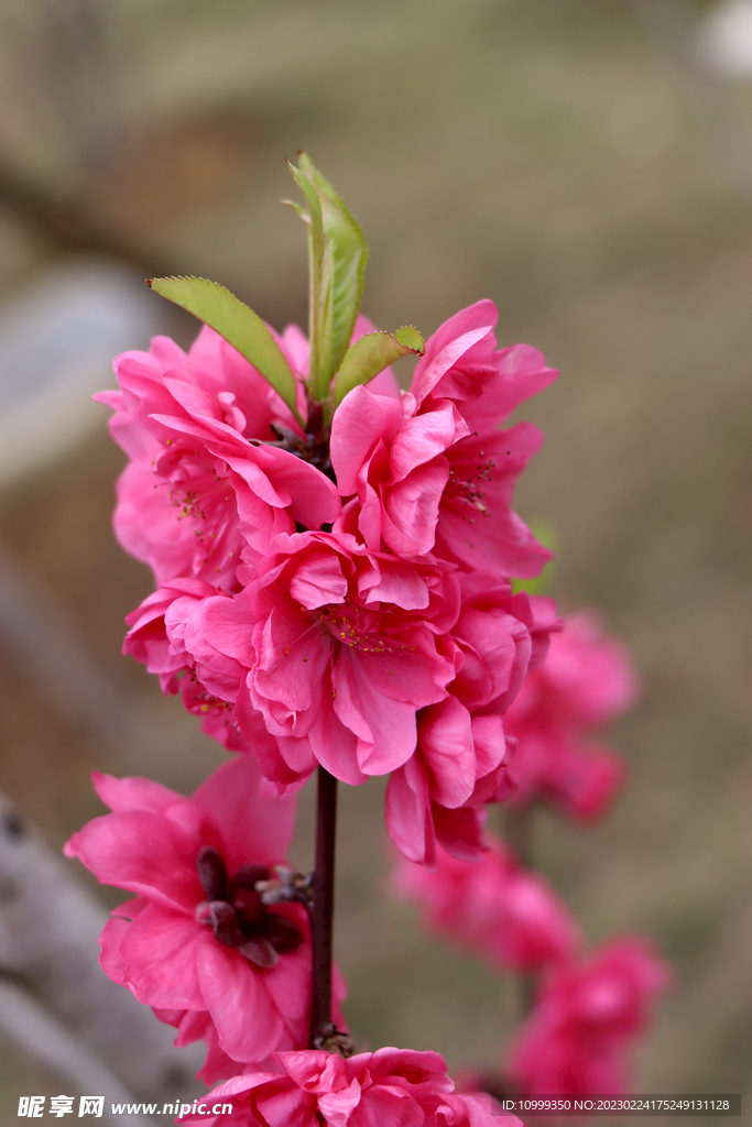 桃花
