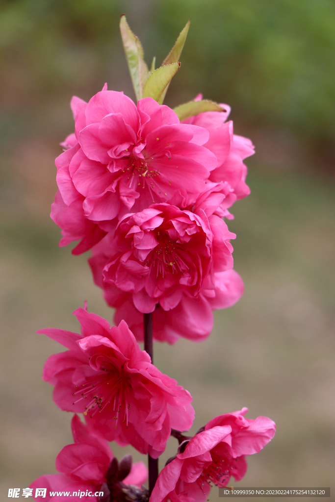 桃花