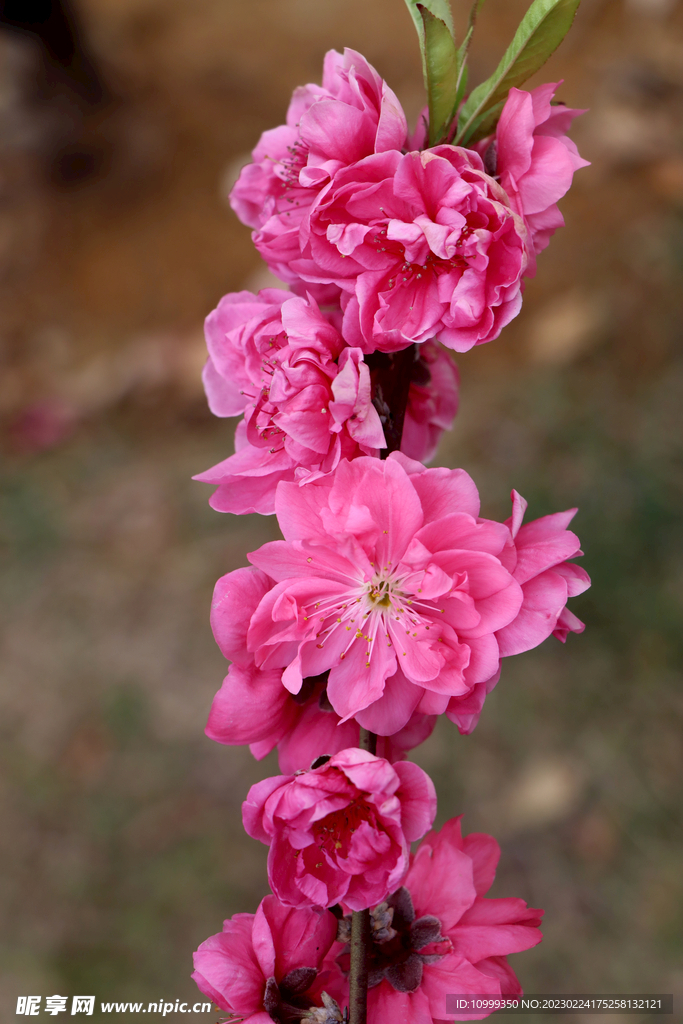 桃花