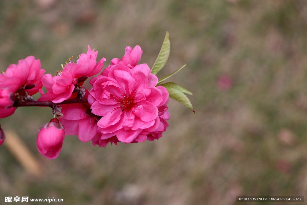 桃花
