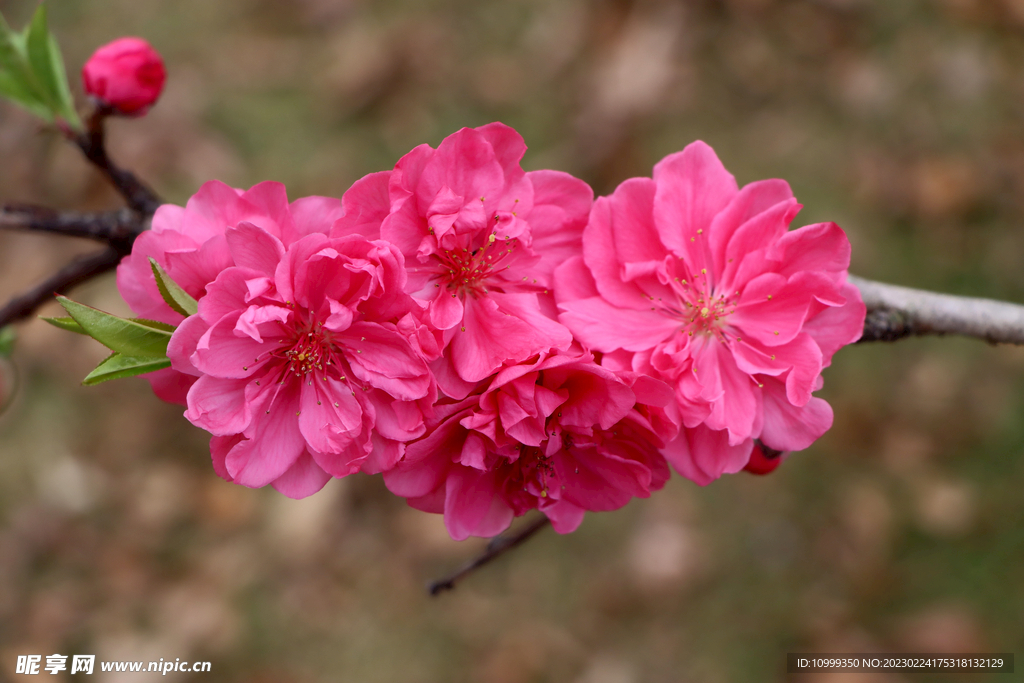 桃花