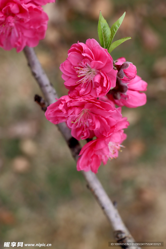 桃花
