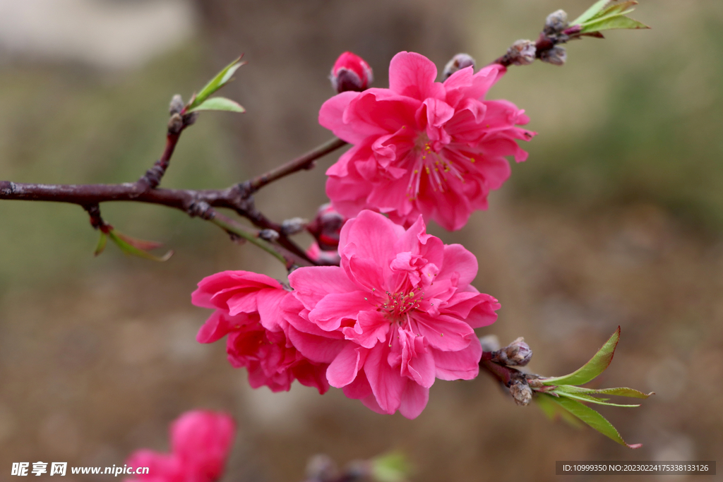 桃花