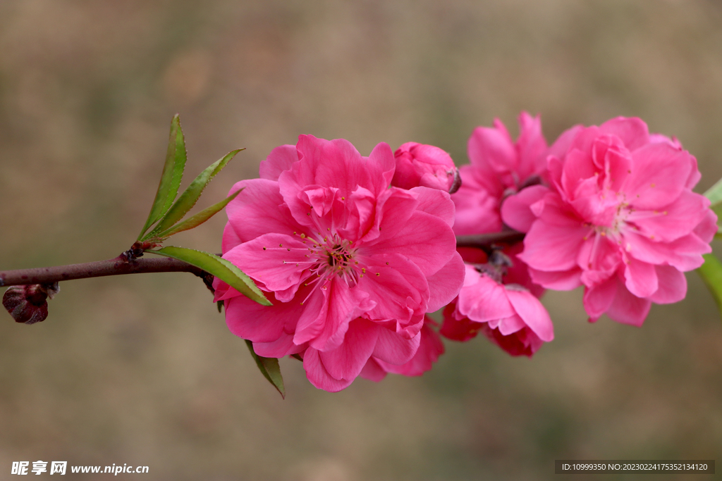 桃花