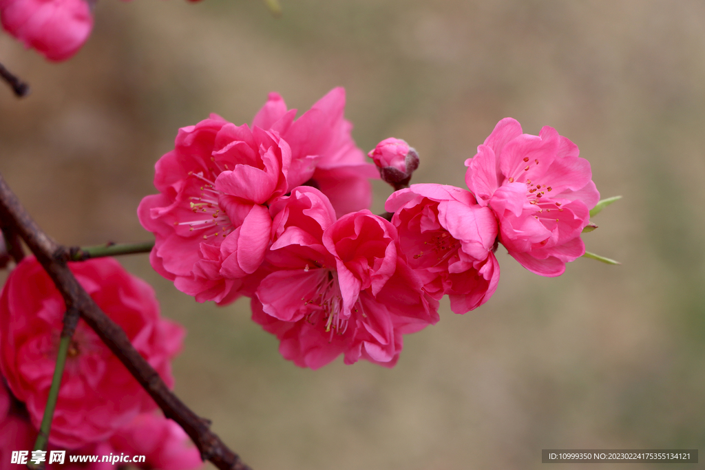 桃花