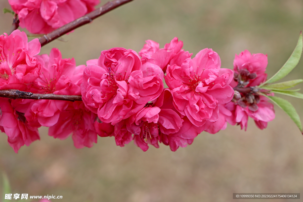 桃花