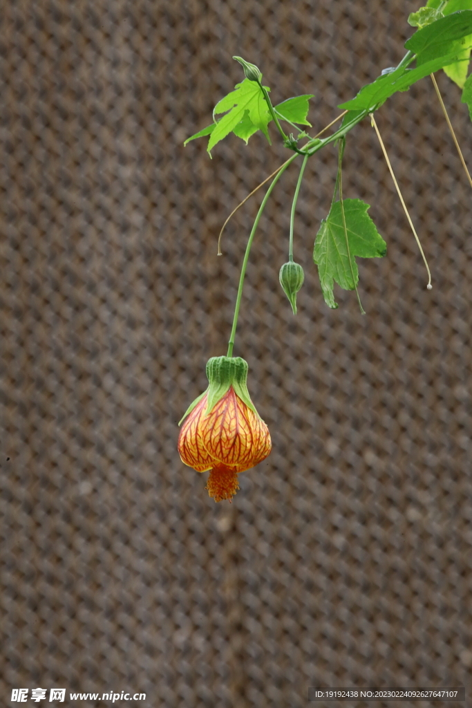 风铃花 