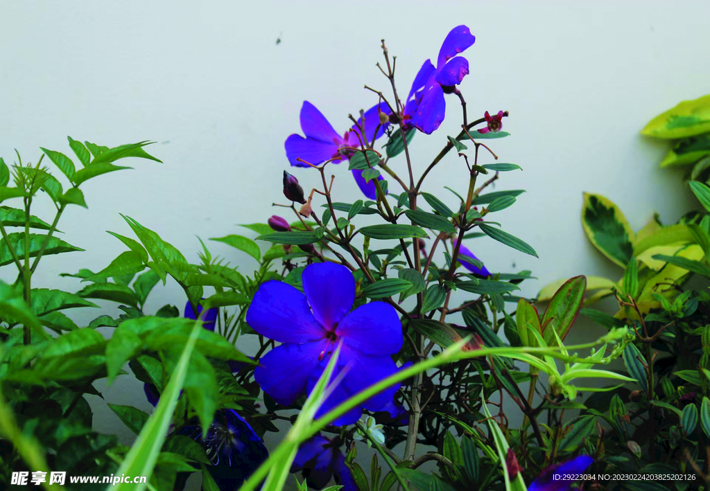 野牡丹   花