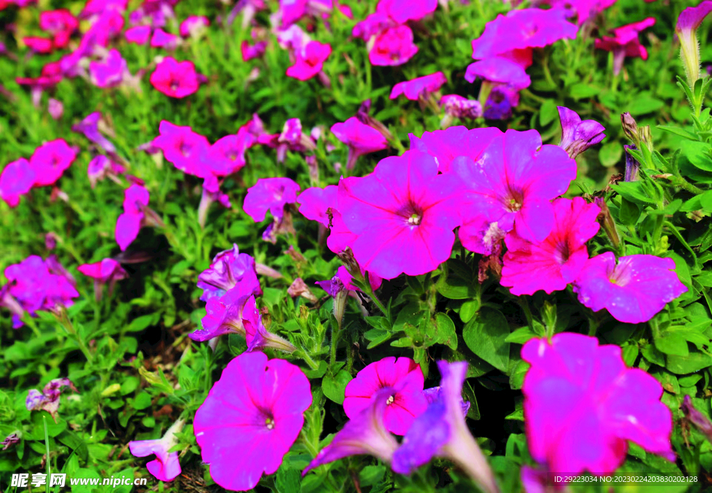 碧冬茄    花