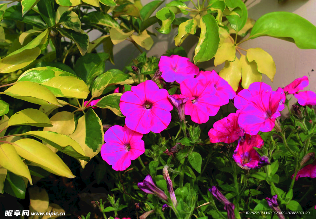 碧冬茄  花