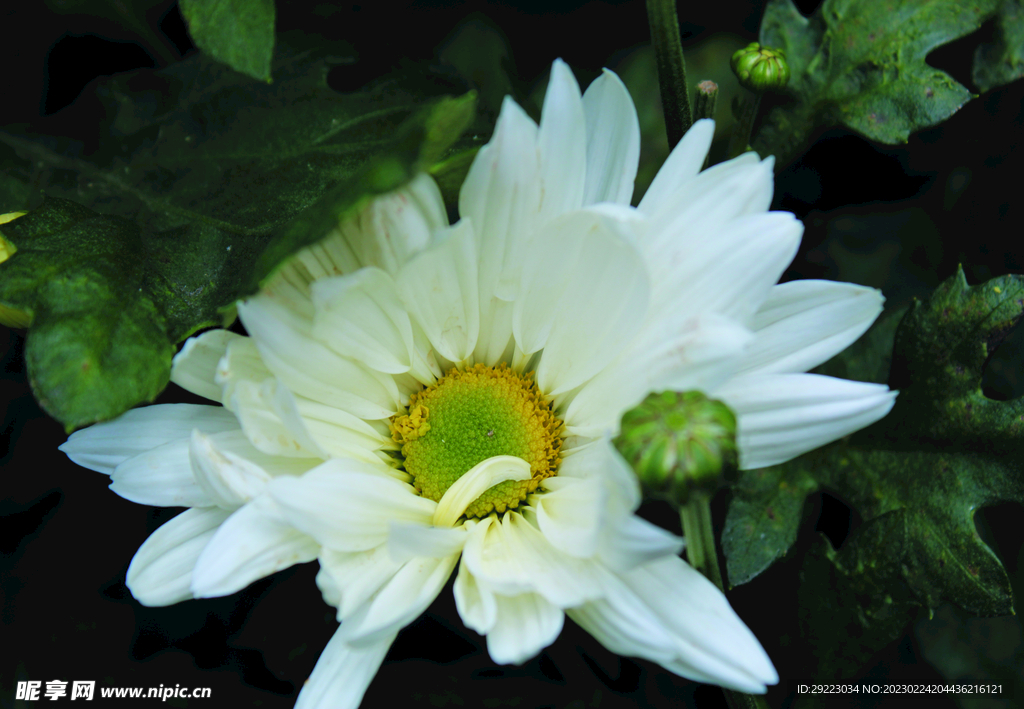 菊花 
