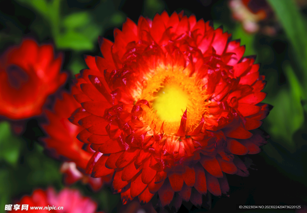 菊花  
