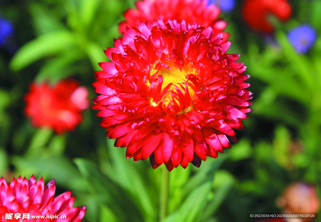 菊花