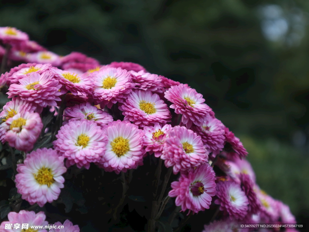 菊花