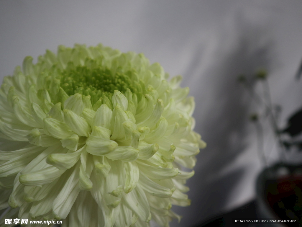 菊花
