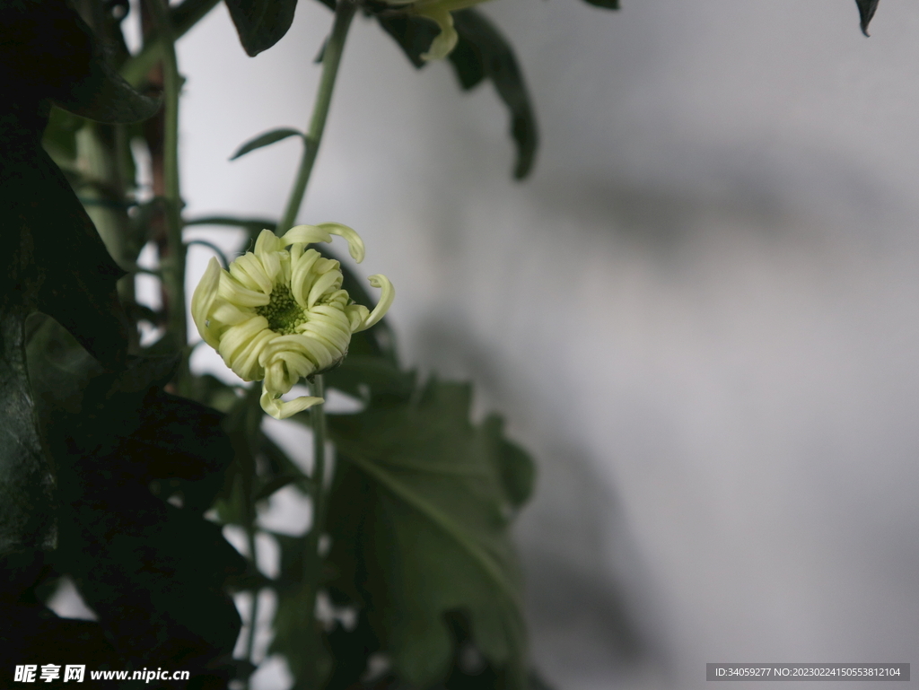 菊花