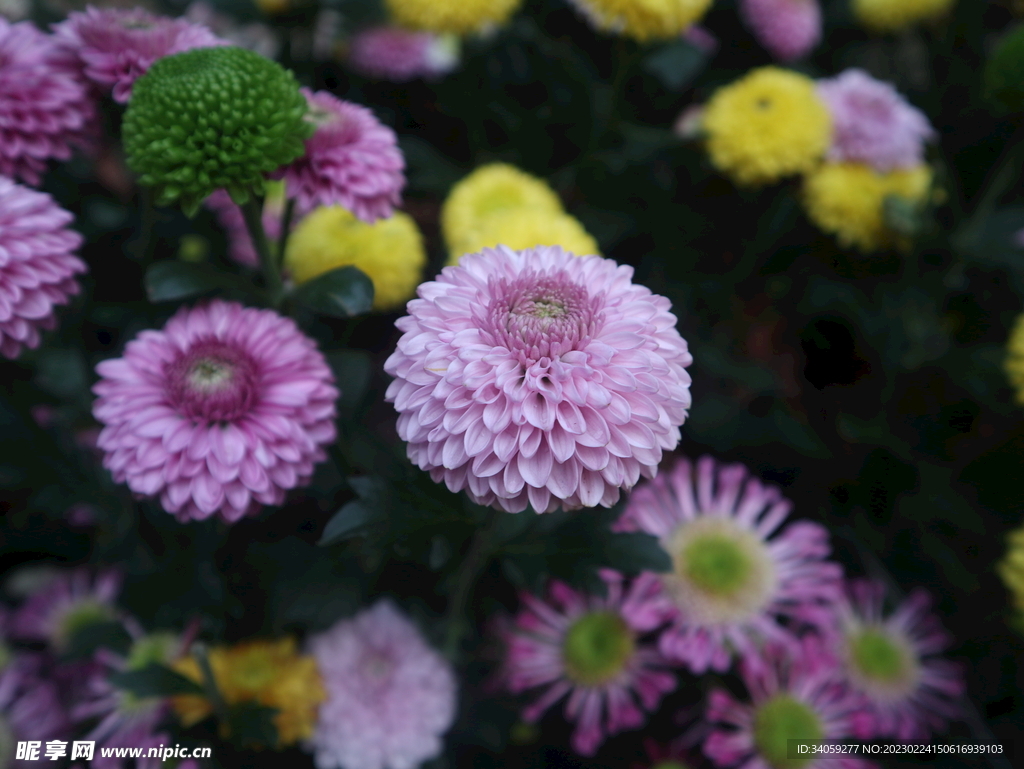 菊花