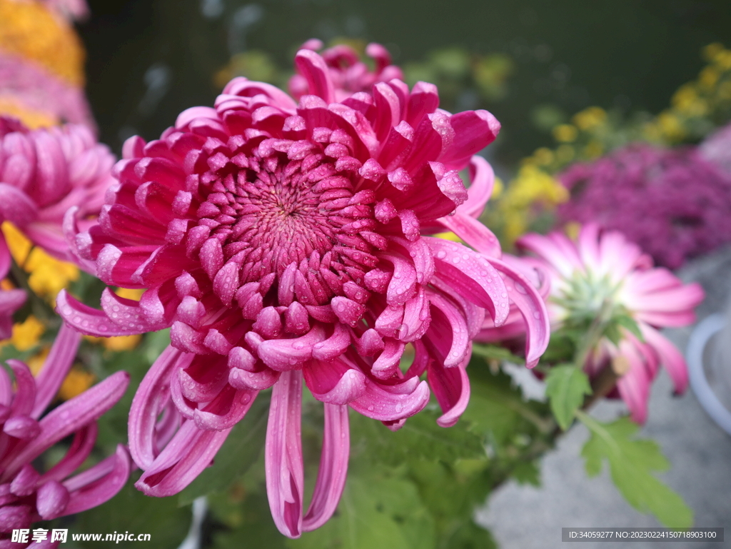 菊花