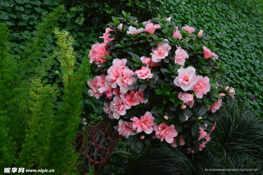 杜鹃花 
