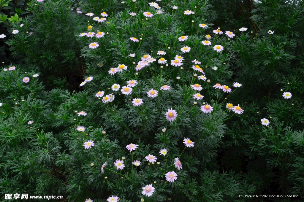温室花草风景 