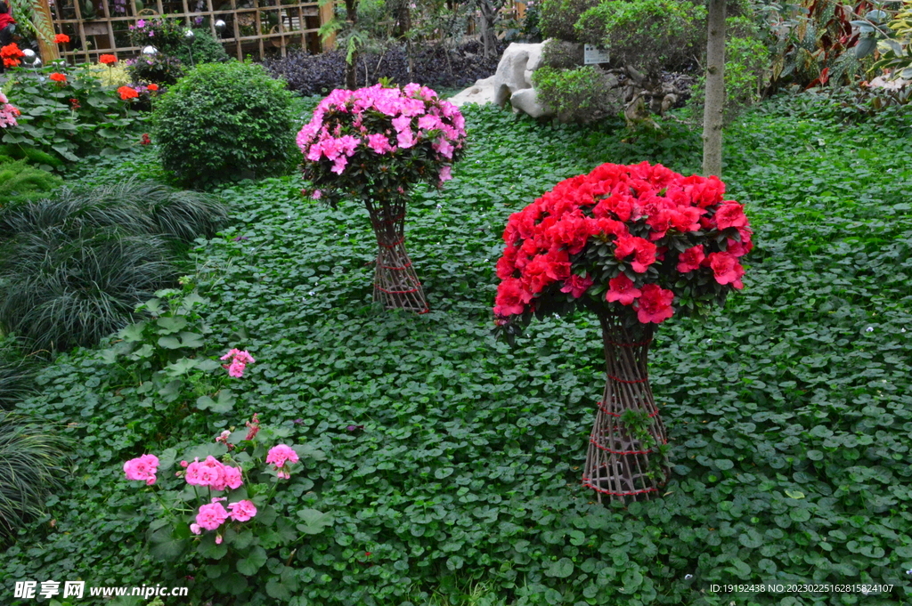 温室花草风景  