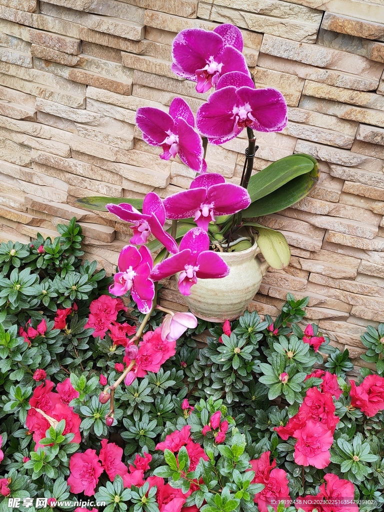 温室花草风景 