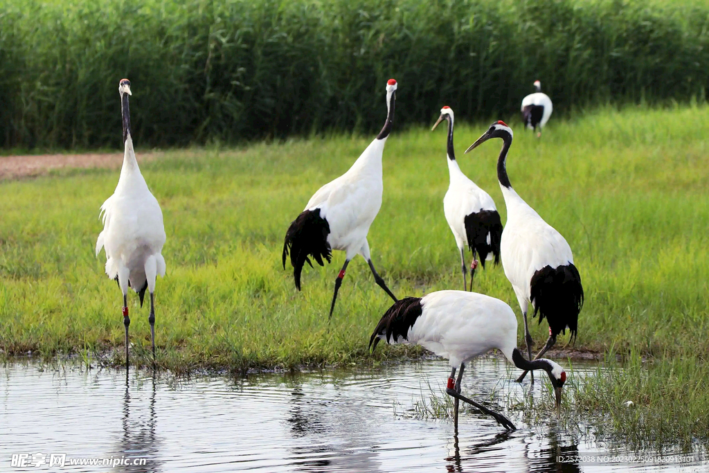 黑龙江扎龙湿地