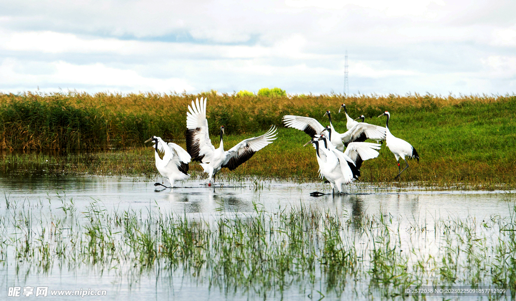 黑龙江扎龙湿地