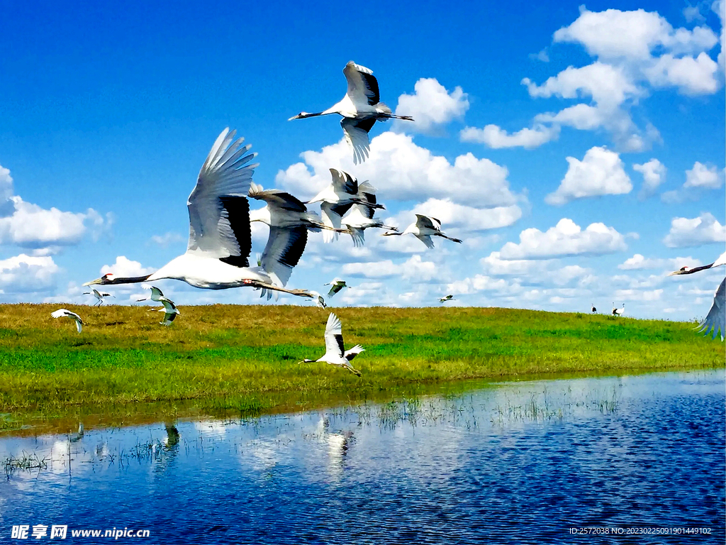 黑龙江扎龙湿地