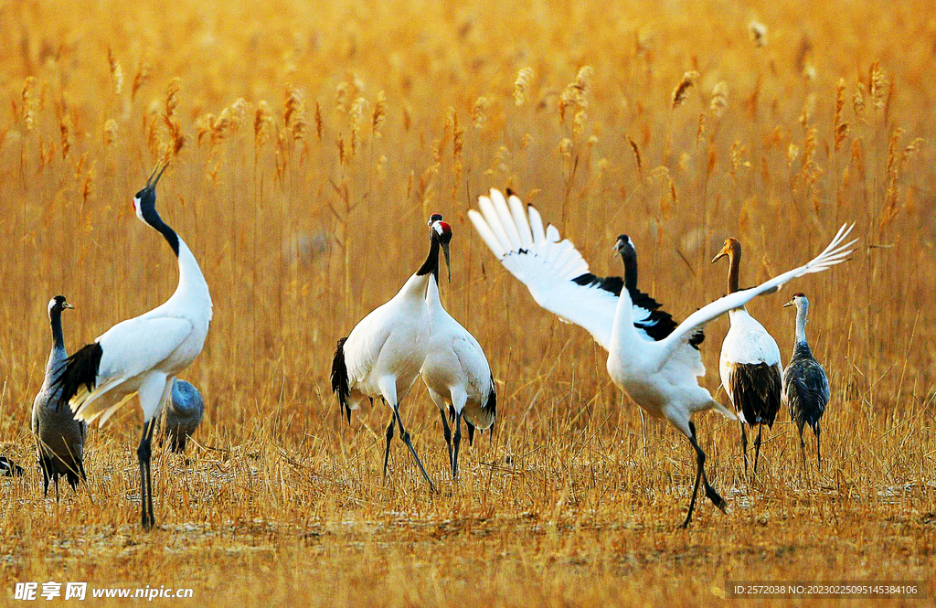 盐城丹顶鹤湿地