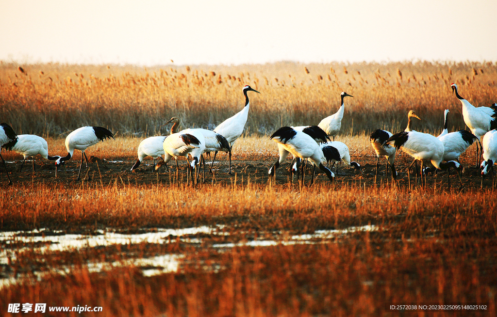 盐城丹顶鹤湿地