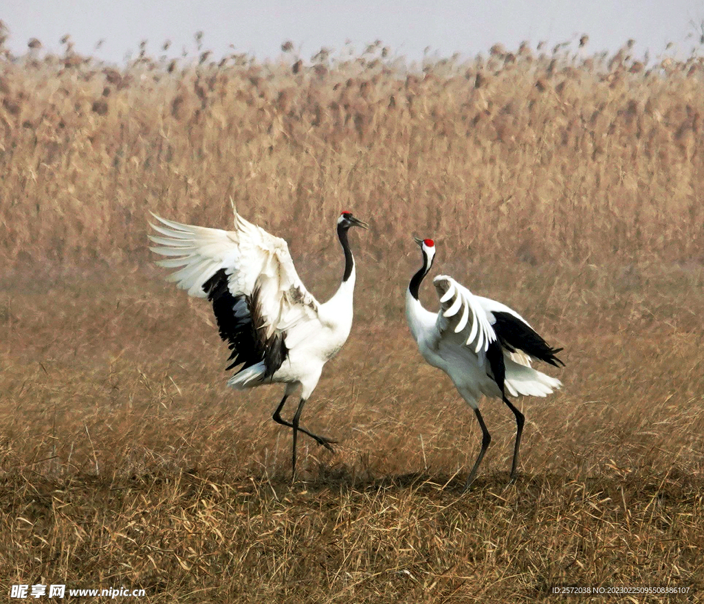 盐城丹顶鹤湿地