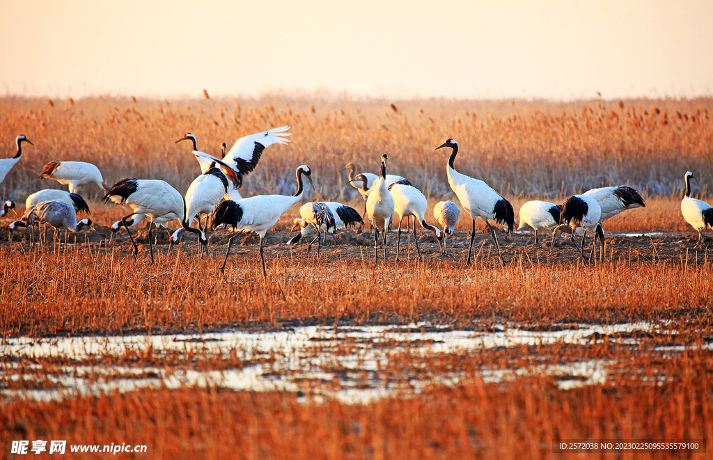 盐城丹顶鹤湿地