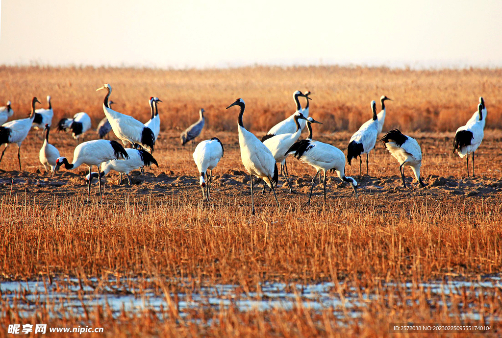 盐城丹顶鹤湿地