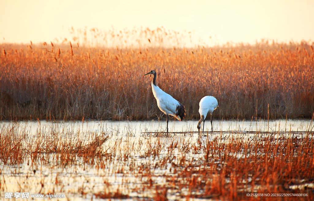 盐城丹顶鹤湿地