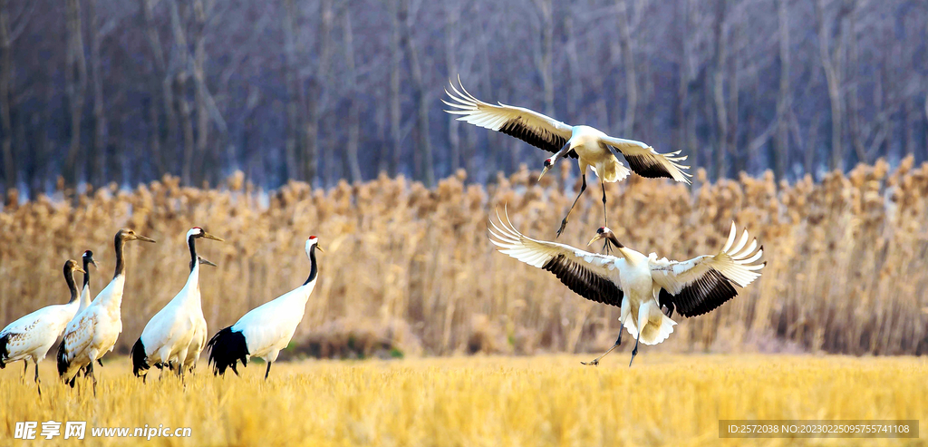 盐城丹顶鹤湿地