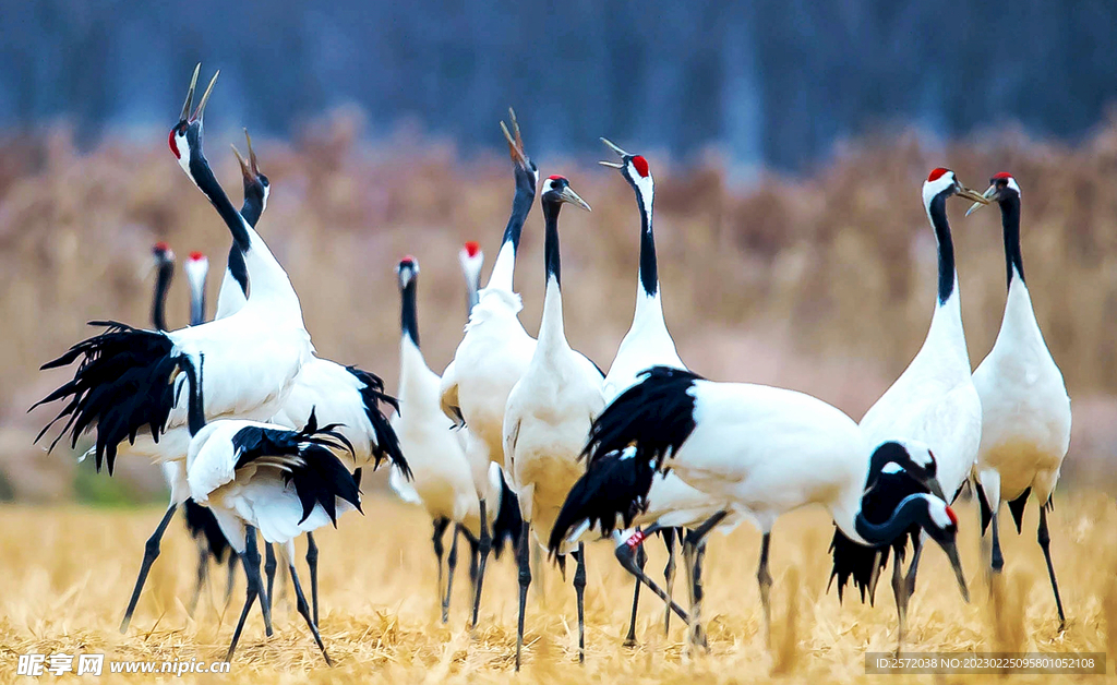 盐城丹顶鹤湿地