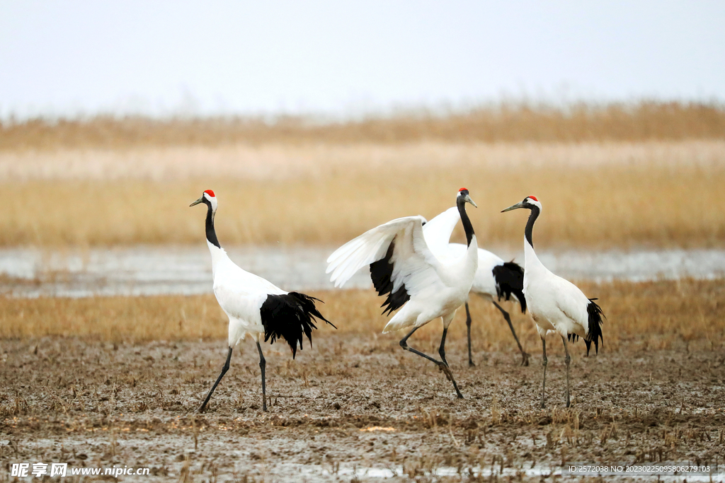 盐城丹顶鹤湿地